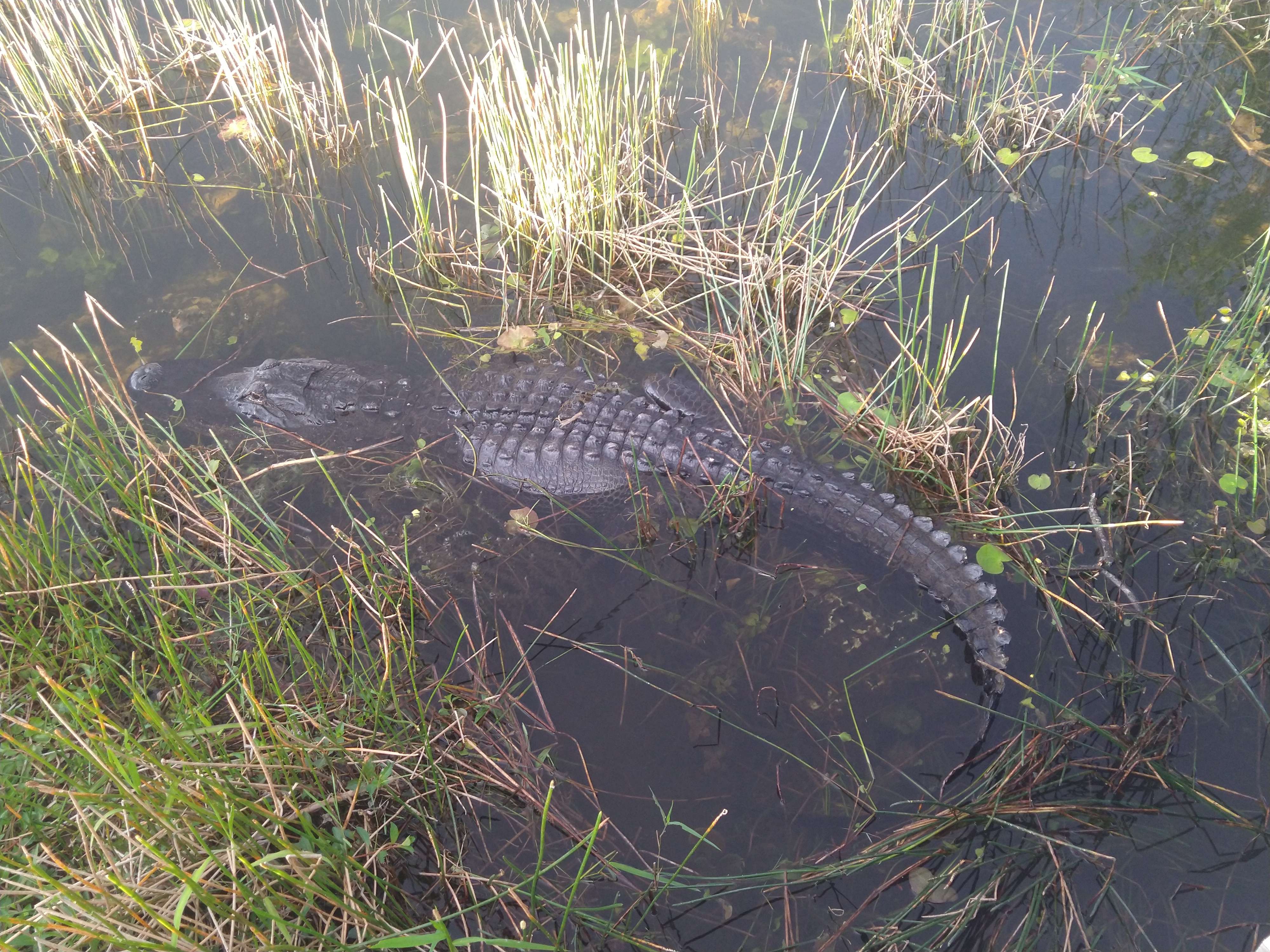 Alligator half submerged